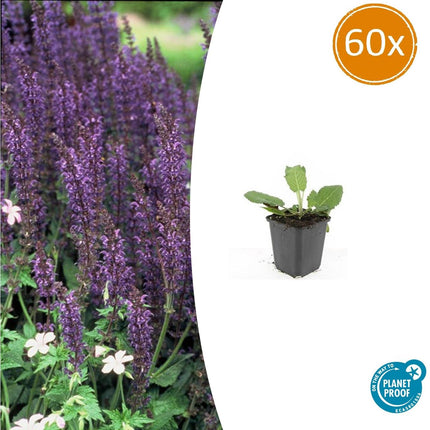 Blüten – Salbei Salvia nemorosa 'Mainacht' – ↕10-25cm – Ø9cm – 60 Pflanzen – Staude mit intensiv blauen Blütenähren