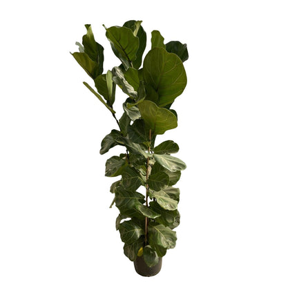 Ficus lyrata – Geigenfeige – Zimmerpflanze – Ø30cm – Höhe ca. 180cm – Großblättrige Grünpflanze mit aufrechtem Wuchs – Für Wohnzimmer & Büro