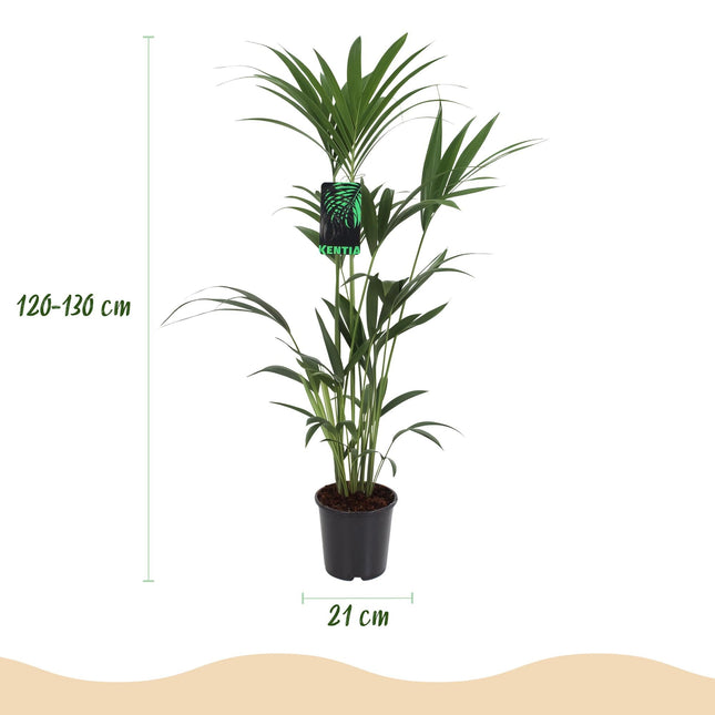Howea Forsteriana Kentia – Palme – Große Zimmerpflanze im grauen Topf Ø21cm Höhe120-130cm – Pflegeleicht & Luftreinigend