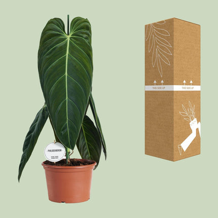 Philodendron Melanochrysum – Zimmerpflanze – Ø21cm – ↕75cm – Exotisches Klettergewächs mit samtigen Blättern – Pflegeleicht & luftreinigend – Für Wohnzimmer & Büro