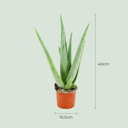 Aloe Vera Zimmerpflanze Ø10,5cm Höhe35-40cm – Pflegeleichte Sukkulente mit fleischigen Blättern – Sonnenliebende Pflanze für Wohnraum & Büro