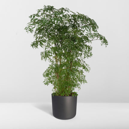Polyscias Fruticosa – Aralia Zimmerpflanze – Ø21cm – ↕75cm – Tropische Grünpflanze mit feinem, filigranen Laub – Pflegeleicht & luftreinigend