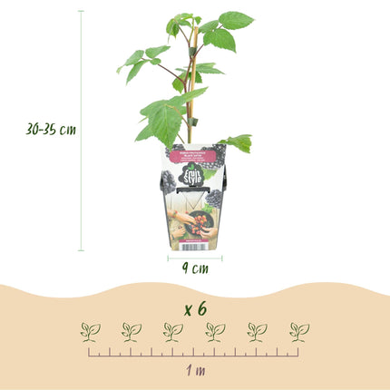 Brombeere Rubus fruticosus Black Satin winterhart 6 Pflanzen Ø9cm Höhe30cm – Saftige Brombeeren für Garten Beet Balkon & Terrasse