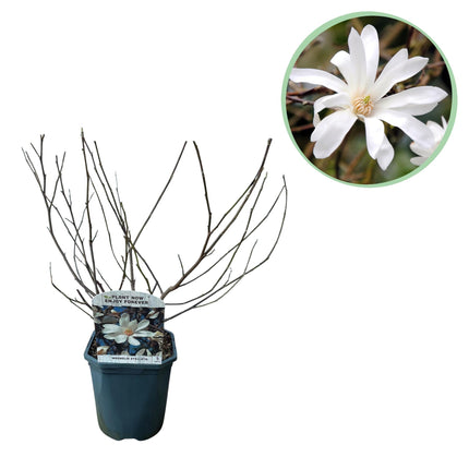 Stern-Magnolie Magnolia Stellata – Strauch – Blüte Weiß – Laubabwerfend – Frühjahrsblüher – Pflegeleicht – 17cm Höhe 45cm – Für Garten & Terrass