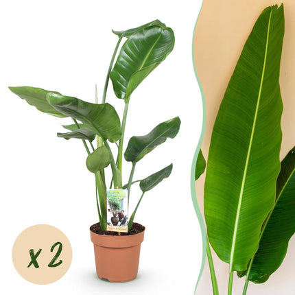 Strelitzia nicolai – Zwei pflegeleichte Paradiesvogelblumen – 17cm – Höhe 70-90cm – Tropische Grünpflanzen für Innenräume – Üppige Zimmerpflanzen