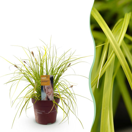 Ziergras Segge Carex oshimensis Everillo – Leuchtend Gelb – Immergrün & winterhart – Höhe ca. 50cm – 17cm – Farbintensives Gras für Beet & Kübel