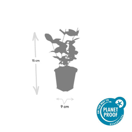 Hypericum inodorum 'Beauty' – 24 Pflanzen – ↕10-25cm – Ø9cm – Johanniskraut-Strauch – Goldgelbe Sommerblüten – Winterhart & pflegeleicht – Für Sonne & Halbschatten