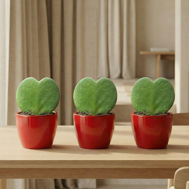 Sweetheart Plant Set Hoya Kerrii 3er Set – herzförmige Sukkulente im roten Keramiktopf Ø6cm – Höhe ca.6cm