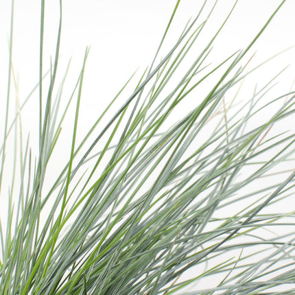 Blauschwingel Festuca glauca Azura Blue Ø14cm – Höhe ca.30cm – silberblaues Ziergras winterhart & immergrün