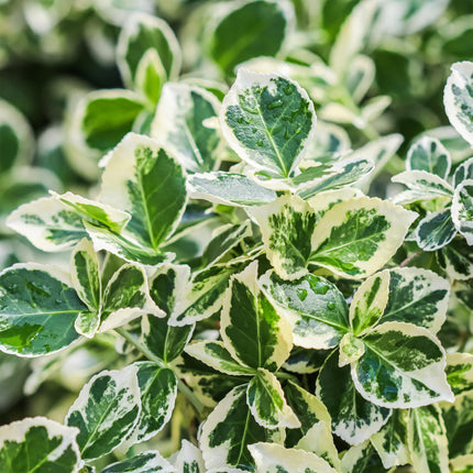 Euonymus fortunei ‘Emerald Gaiety’ – Stamm – Pflanze – Immergrün & winterhart – für Terrasse, Balkon & Garten – pflegeleicht – Ø19cm – Höhe ca. 90cm