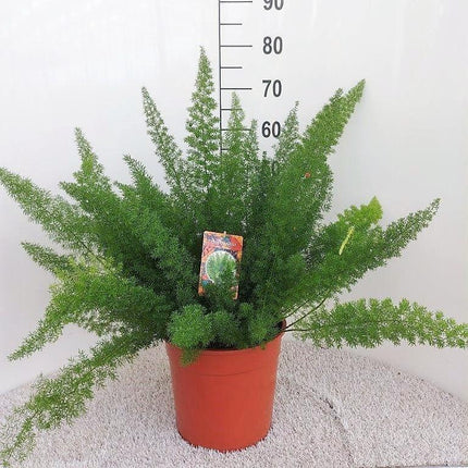 Spargelfarn – Asparagus Densiflorus 'Meyeri' –  Zimmerpflanze – Luftreinigend – Ø27cm – ↕60cm – Pflegeleicht & dekorativ – Ideal für Halbschatten