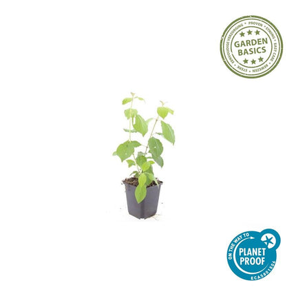 Roter Hartriegel – Cornus sanguinea 'Midwinter Fire' – ↕10-25cm – Ø9cm – 40 Pflanzen – Winterharter Zierstrauch, Leuchtende Zweige, Pflegeleicht