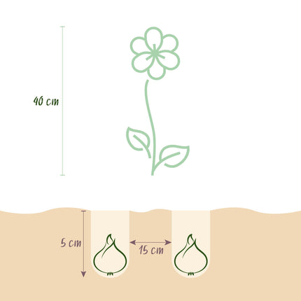 Blumenzwiebeln Freesia Double Mix – 40 Blumenzwiebeln – Duftende Sommerblumen mit doppelten Blüten – Bunte Mischung für Beet, Balkon & Terrasse – Pflegeleicht