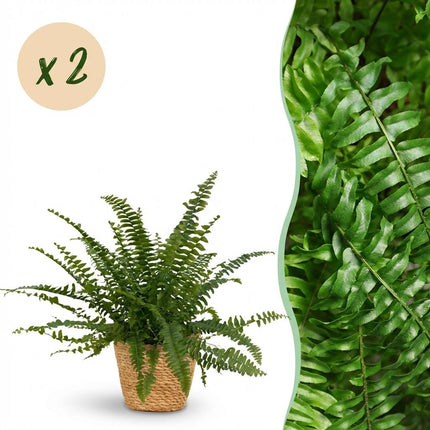 Nephrolepsis Exaltata Green Lady Farn – 2er Set Zimmerpflanzen im Korb Ø12cm Höhe25cm – Haustierfreundliche Grünpflanze – für Zimmer & Büro