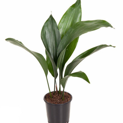 Schusterpalme Aspidistra elatior – Zimmerpflanze Ø13cm – ca. 50cm hoch – Pflegeleichte Grünpflanze für Wohnzimmer & Büro – Immergrün & robust