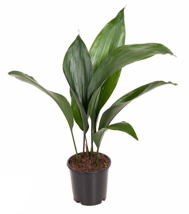 Schusterpalme Aspidistra elatior – Zimmerpflanze Ø13cm – ca. 50cm hoch – Pflegeleichte Grünpflanze für Wohnzimmer & Büro – Immergrün & robust