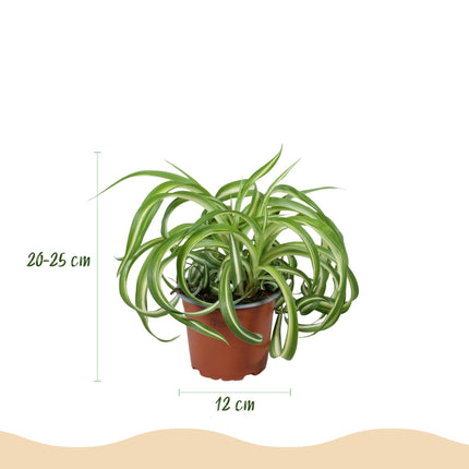 Chlorophytum comosum Bonnie Zimmerpflanze inkl. Naturkorb