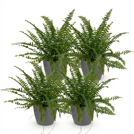 Nephrolepsis Exaltata Green Lady Farn – 4er Set Zimmerpflanzen im grauen Topf Ø12cm Höhe25cm – Haustierfreundliche Grünpflanze