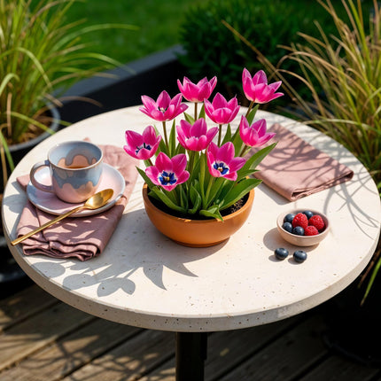 Blumenzwiebeln Tulipa Little Beauty – Dunkelrosa – 25 Stück – Zwiebelgröße 6/7 – Zwerg-Tulpen für Garten, Balkon & Terrasse – Frühjahrsblüher April bis Mai