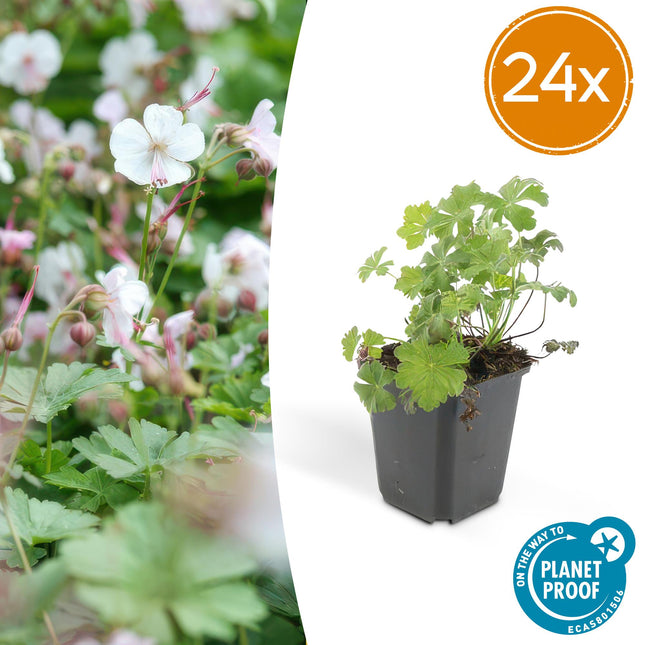 Geranium cantabrigiense 'Biokovo' – 24 Pflanzen – ↕10-25cm – Ø9cm – Bodendecker mit weiß-rosa Blüten – Winterhart & pflegeleicht – Für Beete & Ränder