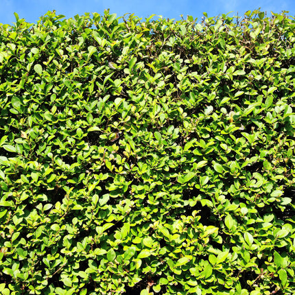 Ovalblättriger Liguster Ligustrum ovalifolium – Immergrün – Heckenpflanze – Blatt Grün – 6 Pflanzen – 1 m laufend – Pflegeleicht – 17cm Höhe 55cm