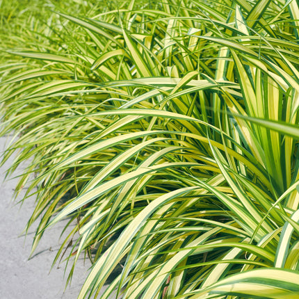 Ziergras Carex oshimensis 'Evergold' – Immergrün – 4 Pflanzen – Topf Ø17 cm – Höhe 50 cm – Gelb-grün gestreiftes Laub – Pflegeleicht – Für Sonne & Schatten – Ideal für Beet, Balkon & Kübel