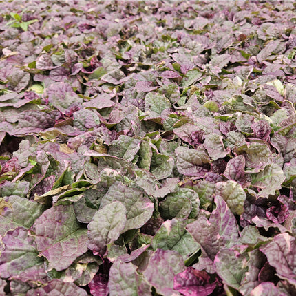 Ajuga reptans 'Burgundy Glow' – 24 Pflanzen – ↕10-25cm – Ø9cm – Kriechender Günsel – Bunter Bodendecker mit blauen Blüten