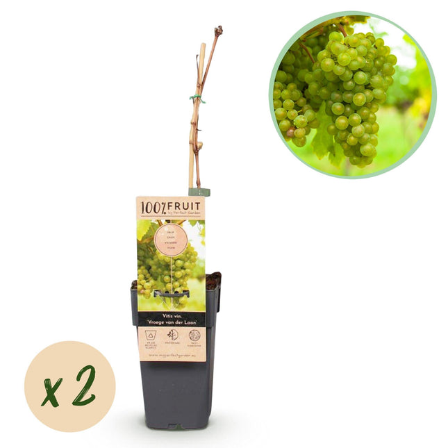 Weinrebe Vitis vinifera Frühzeit von der Laan – Weiße Traube – 2 Pflanzen – Obstpflanze – 15cm – Höhe 50cm