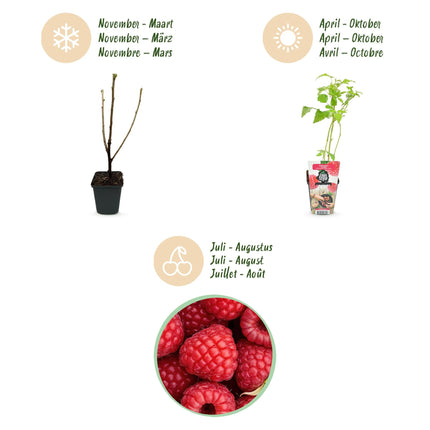 Himbeere Rubus idaeus Ottawa winterhart 3 Pflanzen Ø9cm Höhe 30cm – Rote Himbeere für Garten Beet Balkon & Terrasse – Süß & ertragreich