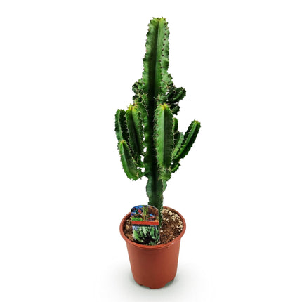 Euphorbia eritrea – Afrikanischer Milchbaum – 60cm – 17cm – Pflegeleichter Wolfsmilchkaktus in kräftigem Grün