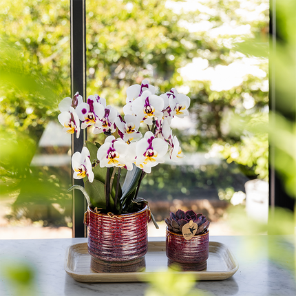 Geschenkset Aura – Rosa Phalaenopsis Orchidee Congo & Grünpflanze – Dekoset mit 2 Aura Ziertöpfen & Bambustablett – Stilvolle Pflanzen