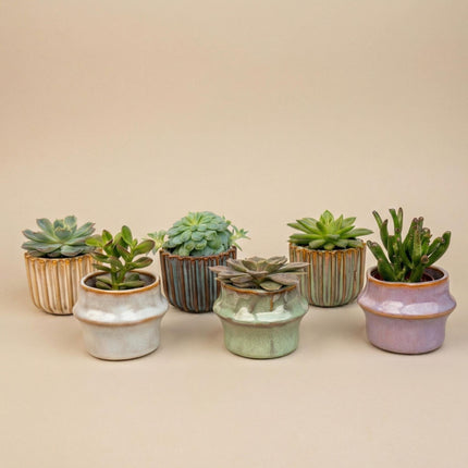 Sukkulenten – Set 6 Stück mit Keramiktöpfen – Mini Sukkulenten 8-12cm – Barcelona Design Töpfe Ø7,2cm – pflegeleichte Zimmerpflanzen Deko