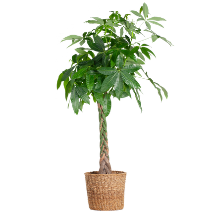 Pachira Aquatica XL – Geldbaum – Zimmerpflanze mit Torun-Korb – Ø30cm – Höhe 140 cm – Luftreinigend  & pflegeleicht – Tropischer Hingucker für Wohnräume & Büro