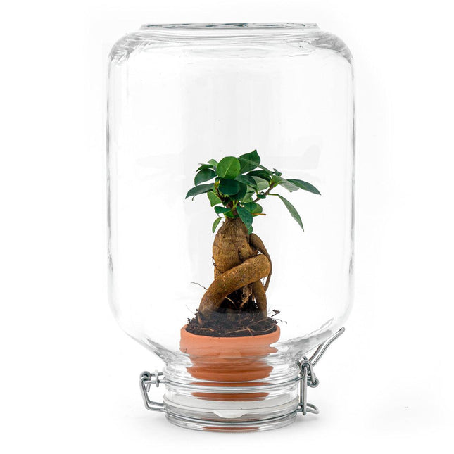 Flaschengarten Easyplant – Terrarium mit Ficus Ginseng Bonsai – Selbstbewässernde Zimmerpflanze im italienischen Einmachglas – Pflegeleicht & Nachhaltig
