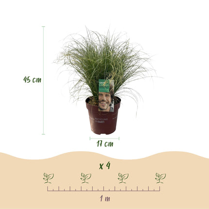 Ziergras Segge Carex comans Frosted Curls – Grün mit silbrigem Schimmer – Immergrün & winterhart – Höhe ca. 50cm – 17cm