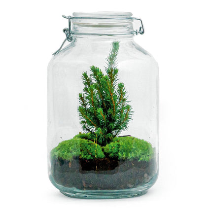 Flaschengarten Christmas – DIY Bausatz Terrarium – ↕28cm – Do-It-Yourself Weihnachts-Terrarium – Mit Mini-Weihnachtsbaum & Moos – Autarkes Ökosystem – Für Wohnung & Büro
