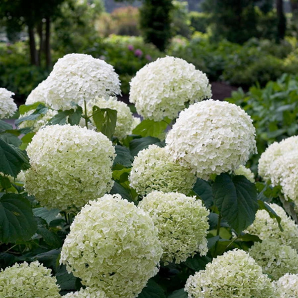 Hortensie - Hydrangea arborescens 'Strong Annabelle' - Ø19cm ↕30cm - Winterharte Gartenpflanze mit großen weißen Blüten
