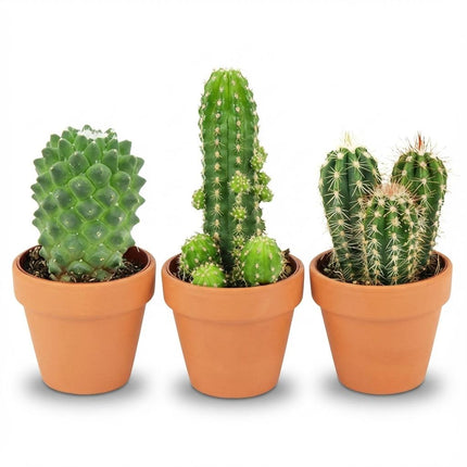 Mini Kakteen Mix – 3 Pflanzen – Ø8,1cm Terrakottatöpfe – Höhe 5-10cm – Pflegeleichte Zimmerpflanzen – Kleine Kakteen für Fensterbank & Büro