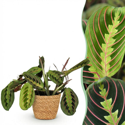 Maranta Fascinator Tricolour Gebetsblatt – Zimmerpflanze im Korb Ø12cm Höhe25cm – Haustierfreundliche Grünpflanze – Pflegeleicht – für Zimmer & Büro