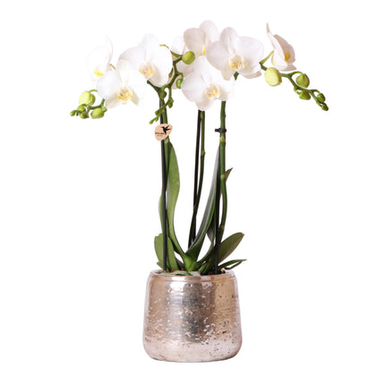Weiße Phalaenopsis Orchidee Amabilis – 2-3 Zweige – Luxus-Ziertopf Silber Ø9cm – Höhe 40cm – Blühende Zimmerpflanze – Frisch vom Züchter