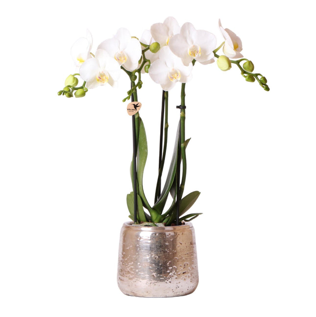 Weiße Phalaenopsis Orchidee Amabilis – 2-3 Zweige – Luxus-Ziertopf Silber Ø9cm – Höhe 40cm – Blühende Zimmerpflanze – Frisch vom Züchter