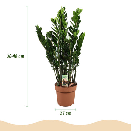 Zamioculcas – ZZ – Pflanze 80-90cm – 21cm – Pflegeleichte robuste Zimmerpflanze – Tiefgrüne glänzende Blätter