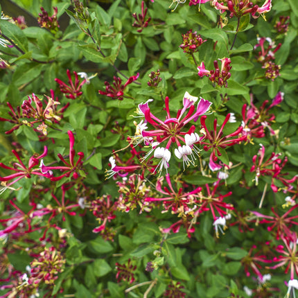 Kletterpflanze Lonicera Serotina – Rosa – Weiße Blüten – Spätsommerblüte – 2 Pflanzen – 11cm x H40cm – Winterhart & Pflegeleicht