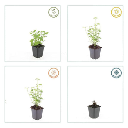 Agastache 'Black Adder' – 48 Pflanzen – ↕10-25cm – Ø9cm – Staude – Dunkelviolette Blüten – Sonnig – Bienenfreundlich & Pflegeleicht
