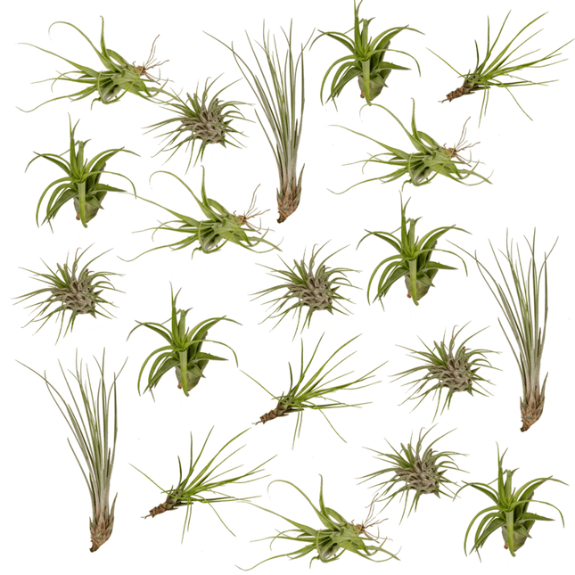 Tillandsia Air Mix – 20 Stück Luftpflanzen – Ø6cm – ca. 6cm hoch – Pflegeleichte Tillandsien-Mischung – Erdlos & dekorativ – Für kreative Wohnideen
