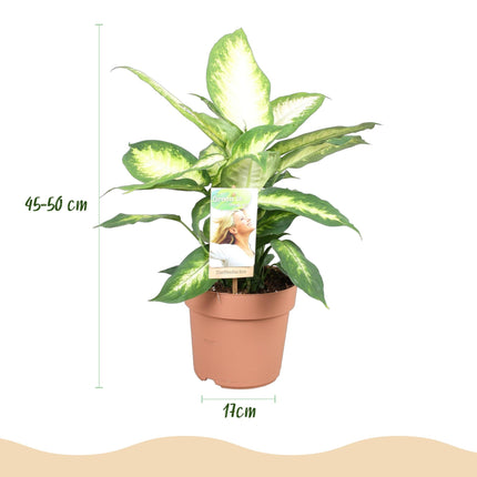 Dieffenbachia Camilla – 2 Zimmerpflanzen – 45-50cm – 17cm – Pflegeleicht & luftreinigend