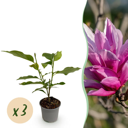 Magnolia liliiflora Nigra – 3 Pflanzen – 12cm – Höhe ca. 30cm