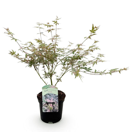 Japanischer Ahorn Acer palmatum Iyoshi – Rosa Balkonpflanze – Ø19cm – Höhe ca. 70cm – Fein geschnittener Zierahorn für Beet & Balkon