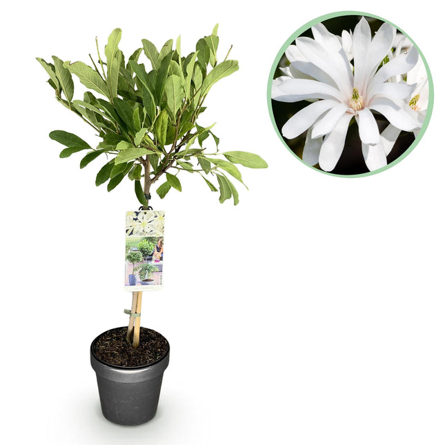 Sternmagnolie Magnolia stellata – 19cm Höhe ca.90cm – Weiß blühend – Laubabwerfend & winterhart – Elegante Magnolie für Beet Balkon Terrasse