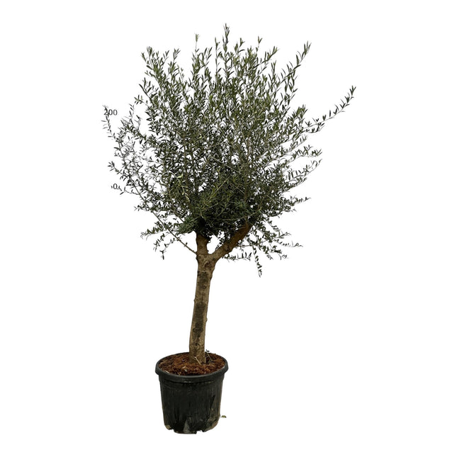 Olivenbaum Olea Lorc – ca. 200cm hoch – Ø45cm – Mediterrane Zimmer- & Gartenpflanze – Immergrün & pflegeleicht – Für sonnige Standorte